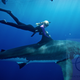 Image for article titled Astonishing images of a diver swimming on top of great white sharks